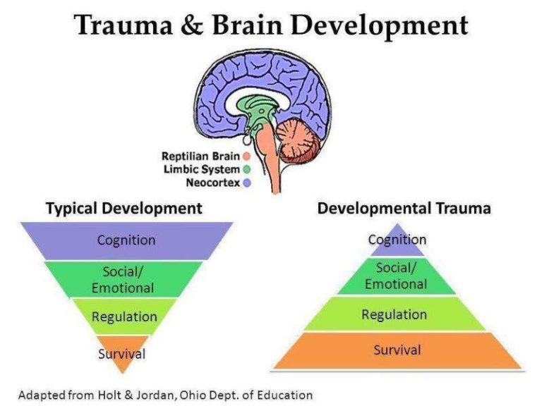 Trauma And The Brain Diagram